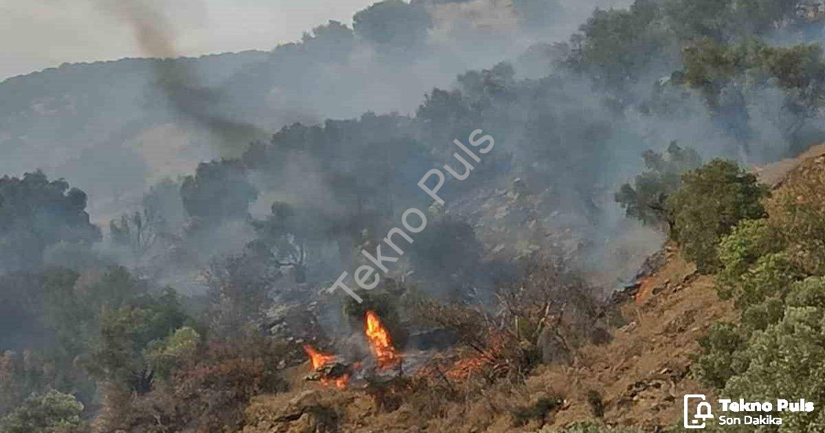 "Aydın Bozdoğan'da Orman Yangını Paniği: Ekipler Rüzgara Karşı Mücadele Ediyor" başlıklı haber için