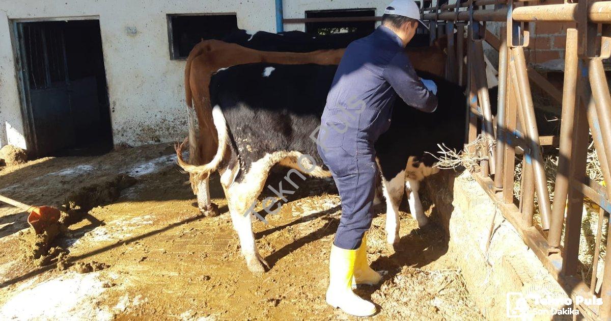"Aydın'da Şap Salgınına Karşı Topyekün Mücadele Başlatıldı" başlıklı haber için fotorealistik, profe
