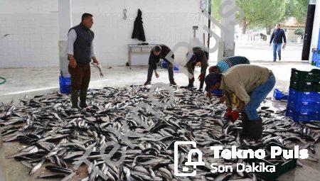 Muğla’dan 10 Ayda 618 Milyon Dolarlık Balık İhracatı Başarısı