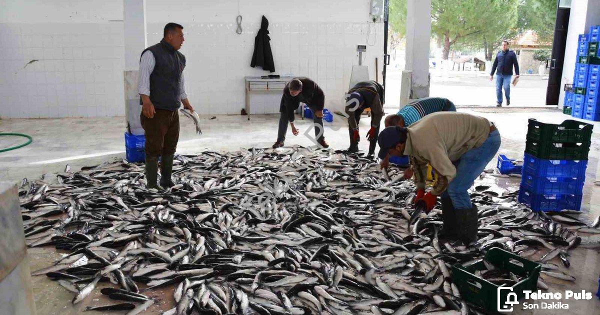 "Muğla'dan 10 Ayda 618 Milyon Dolarlık Balık İhracatı Başarısı" başlıklı haber için fotorealistik, p