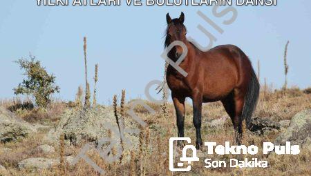 Kumalar Dağı’nda Büyüleyici Görüntüler: Yılkı Atları ve Bulutların Dansı