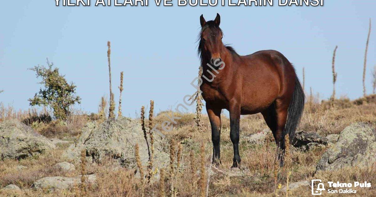 "Kumalar Dağı'nda Büyüleyici Görüntüler: Yılkı Atları ve Bulutların Dansı" başlıklı haber için fotor