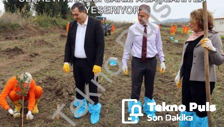 Dalaman’da Tarım ve Rehabilitasyon: Cezaevi Arazisi Sakız Ağaçlarıyla Yeşeriyor
