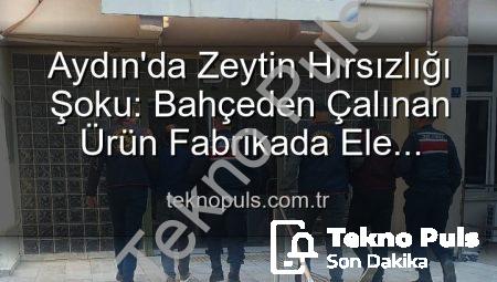 Aydın’da Zeytin Hırsızlığı Şoku: Bahçeden Çalınan Ürün Fabrikada Ele Geçirildi!