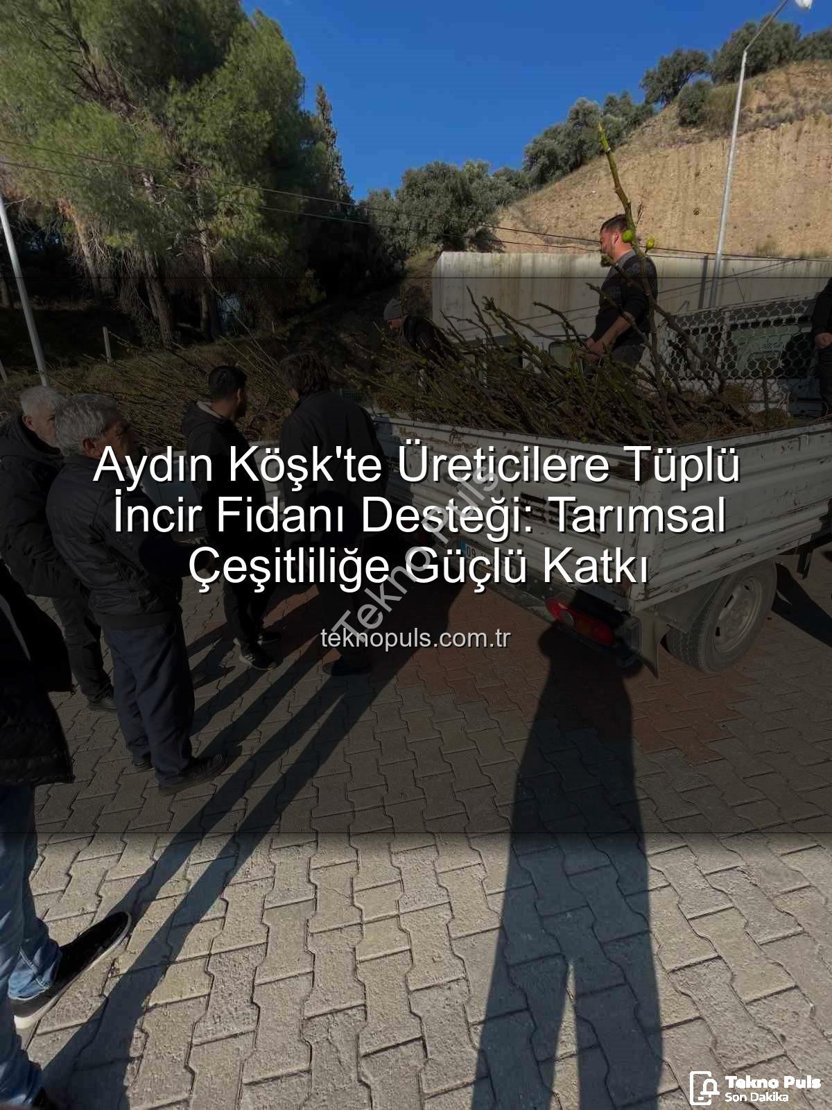 tüplü incir fidanı - Aydın Köşk'te Üreticilere Tüplü İncir Fidanı Desteği: Tarımsal Çeşitliliğe Güçlü Katkı