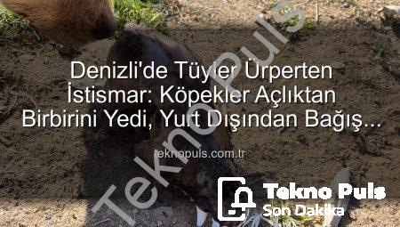 Denizli’de Tüyler Ürperten İstismar: Köpekler Açlıktan Birbirini Yedi, Yurt Dışından Bağış Toplanmış!