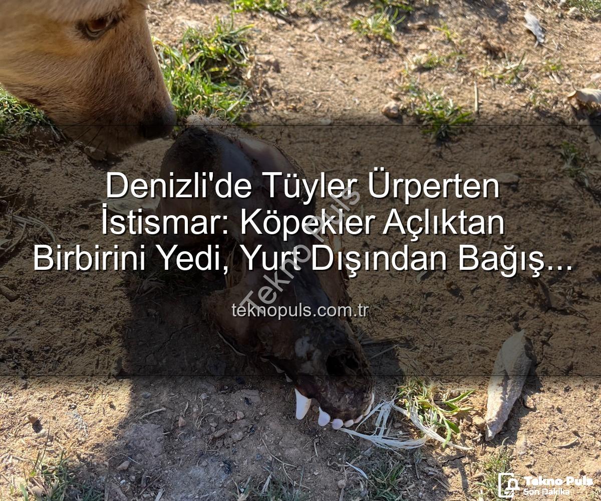 Denizli'de Tüyler Ürperten İstismar: Köpekler Açlıktan Birbirini Yedi, Yurt Dışından Bağış Toplanmış!