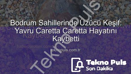 Bodrum Sahillerinde Üzücü Keşif: Yavru Caretta Caretta Hayatını Kaybetti