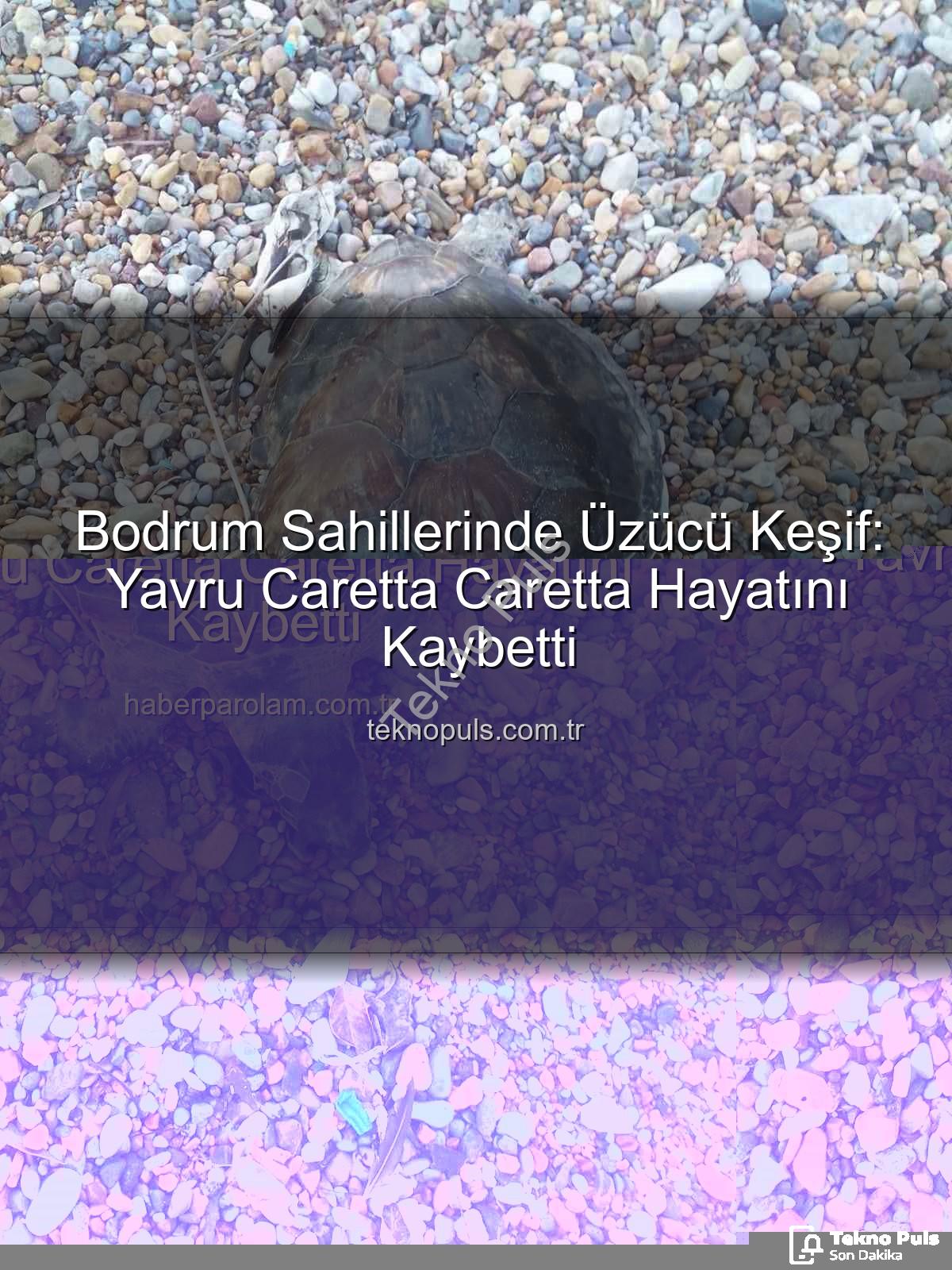 yavru caretta caretta - Bodrum Sahillerinde Üzücü Keşif: Yavru Caretta Caretta Hayatını Kaybetti