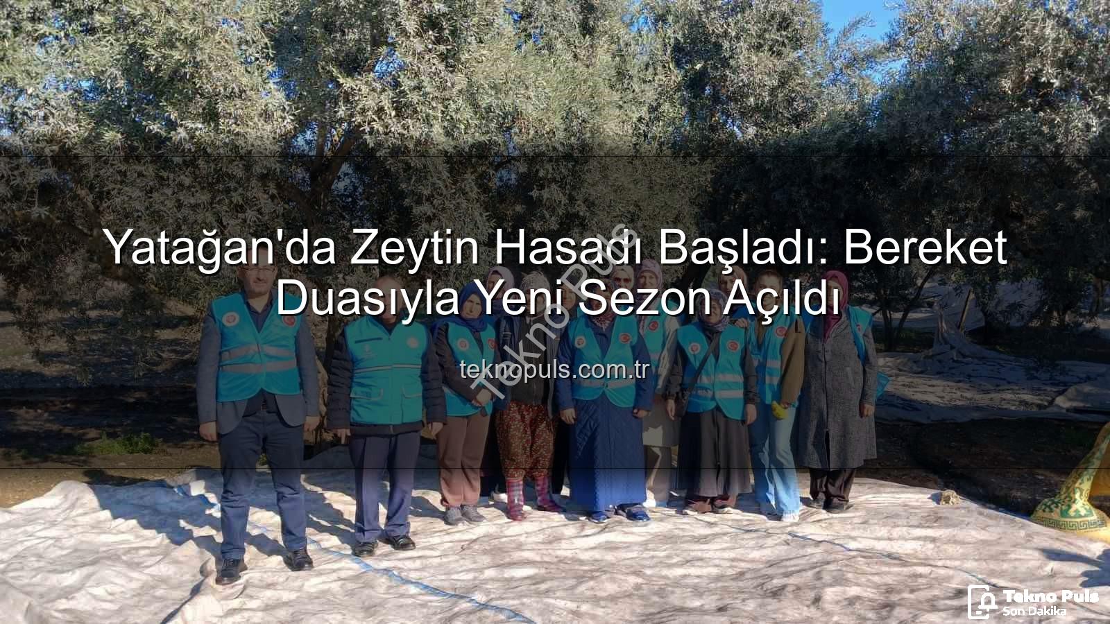 Yatağan zeytin hasadı - Yatağan'da Zeytin Hasadı Başladı: Bereket Duasıyla Yeni Sezon Açıldı