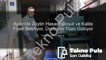 Aydın’da Zeytin Hasadı: Boyut ve Kalite Fiyatı Belirliyor, Üreticinin Yüzü Gülüyor
