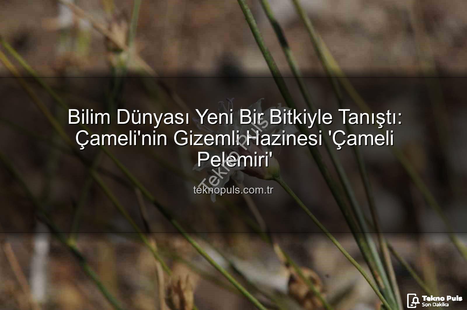 Çameli pelemiri - Bilim Dünyası Yeni Bir Bitkiyle Tanıştı: Çameli'nin Gizemli Hazinesi 'Çameli Pelemiri'