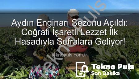Aydın Enginarı Sezonu Açıldı: Coğrafi İşaretli Lezzet İlk Hasadıyla Sofralara Geliyor!