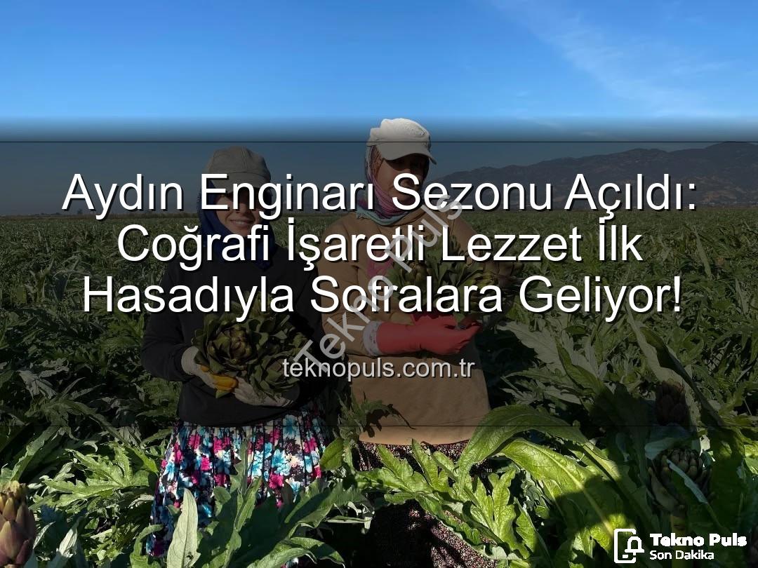 Aydın Enginarı - Aydın Enginarı Sezonu Açıldı: Coğrafi İşaretli Lezzet İlk Hasadıyla Sofralara Geliyor!