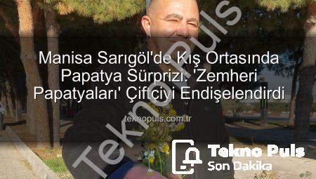 Manisa Sarıgöl’de Kış Ortasında Papatya Sürprizi: ‘Zemheri Papatyaları’ Çiftçiyi Endişelendirdi