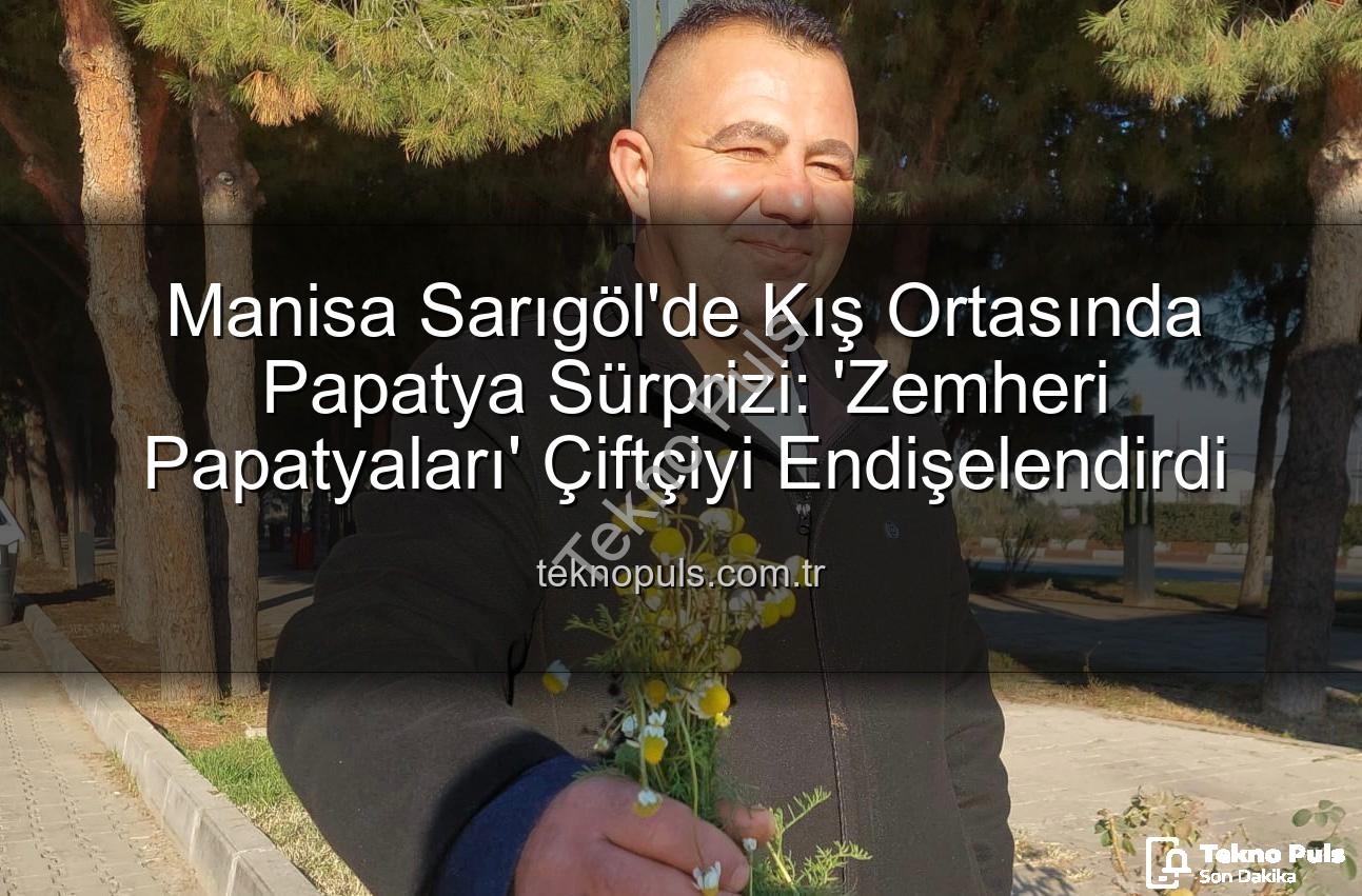 Manisa Sarıgöl'de Kış Ortasında Papatya Sürprizi: 'Zemheri Papatyaları' Çiftçiyi Endişelendirdi