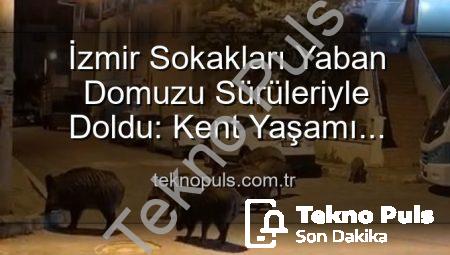 İzmir Sokakları Yaban Domuzu Sürüleriyle Doldu: Kent Yaşamı Tehlikede mi?