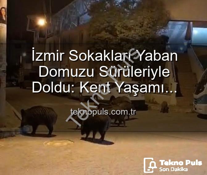 yaban domuzu - İzmir Sokakları Yaban Domuzu Sürüleriyle Doldu: Kent Yaşamı Tehlikede mi?